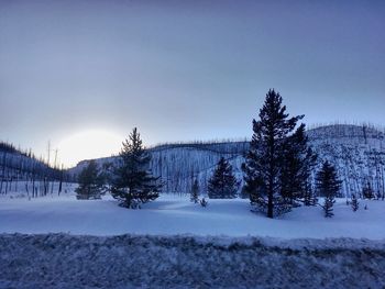 Trees on snow covered landscape against clear sky