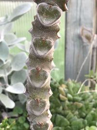 Close-up of succulent plant growing on tree trunk