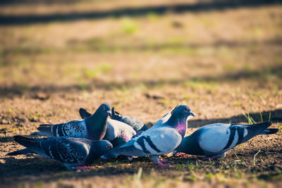Close-up of blue shoes on field