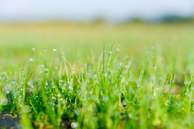 Close-up of grass growing in field