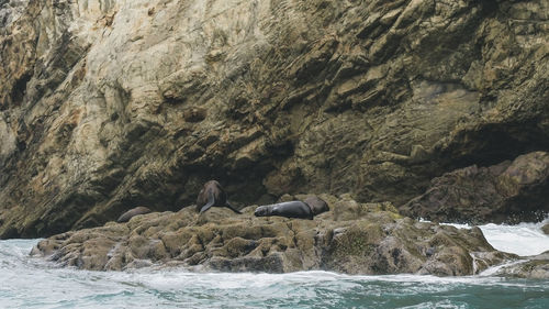 Seals sleeping on rock at beach