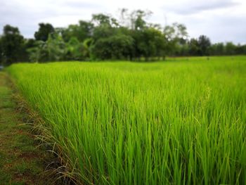 Scenic view of wheat field against sky