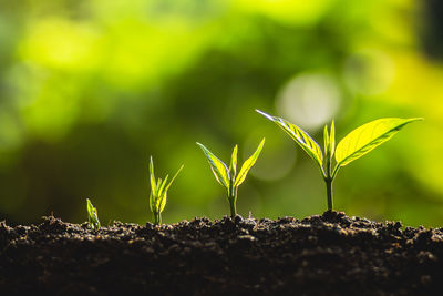 Close-up of plant growing on field