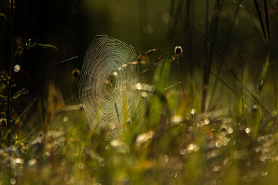 Close-up of spider web