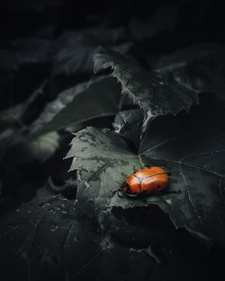 Close-up of ladybug on leaf