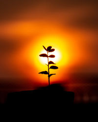 Close-up of silhouette plant against orange sky