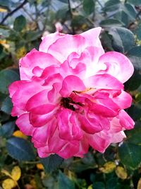 Close-up of pink flowers