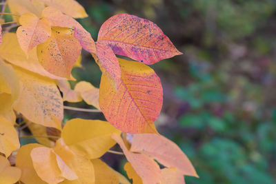 Close-up of autumnal leaves