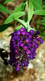 Close-up of purple flowering plant