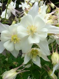 Close-up of white flower