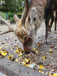 Portrait of deer in a field