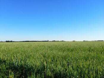 Scenic view of agricultural field against clear blue sky