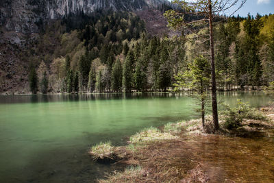 Reflection of trees in water