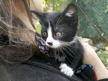 Close-up portrait of cat