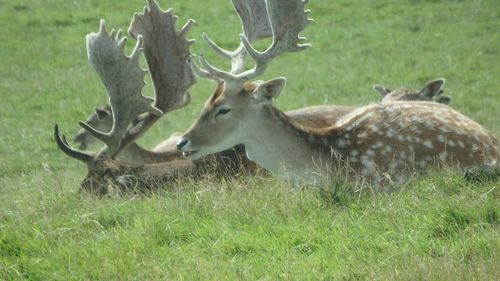 Deer on field