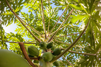 Low angle view of tree