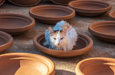 High angle view of cat in bowl