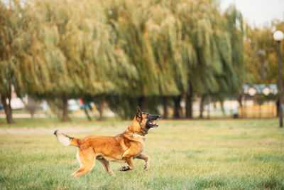 Dog running on field