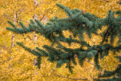 Close-up of pine tree against sky during autumn