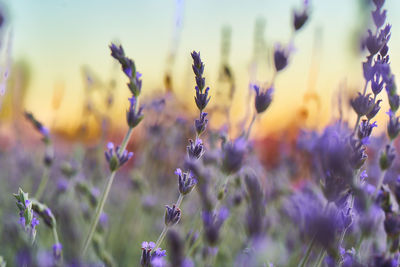 Close-up of purple flowering plants on field