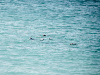 High angle view of birds swimming in sea