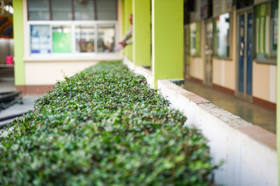 Close-up of potted plant for sale