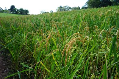 Scenic view of wheat field against sky