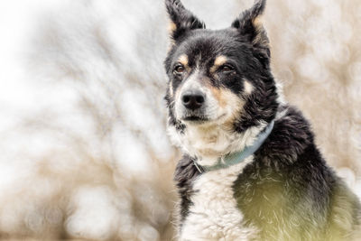 Close-up portrait of a dog