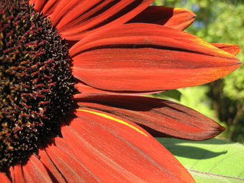 Close-up of red flower