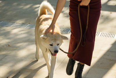 Midsection of woman with dogs