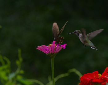 Close-up of bird flying over flower