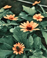 Close-up of flowers blooming outdoors