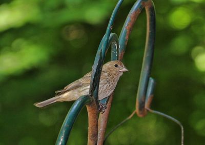 Close-up of bird perching on a feeder