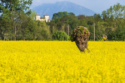 Scenic view of oilseed rape field