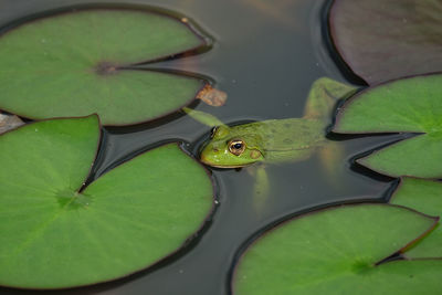 High angle view of frog on leaves in pond