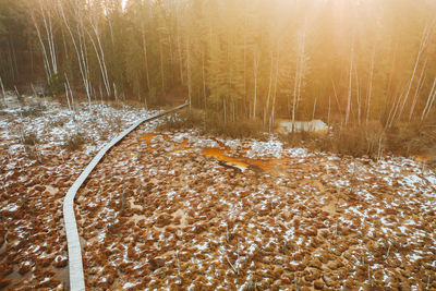 Scenic view of stream in forest during winter