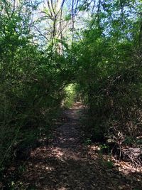 Trees in forest