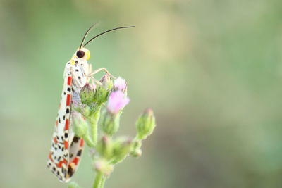 Close-up of butterfly pollinating on flower