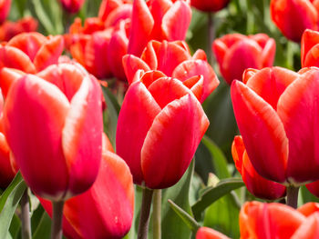 Close-up of red tulips blooming outdoors