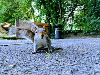 Portrait of squirrel in pen