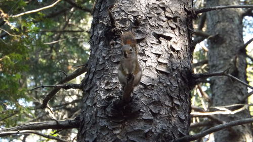 Low angle view of tree trunk