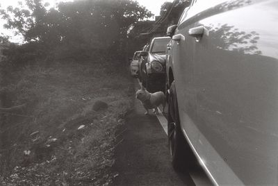 Rear view of man in car on road