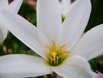 Extreme close up of flower