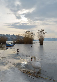 Swan in half frozen lake and town of kastoria in greece as background