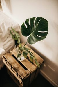 Close-up of potted plant on table