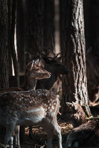 Deer in a forest