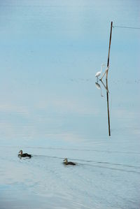 View of birds swimming in sea