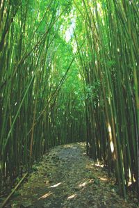 Bamboo trees in forest
