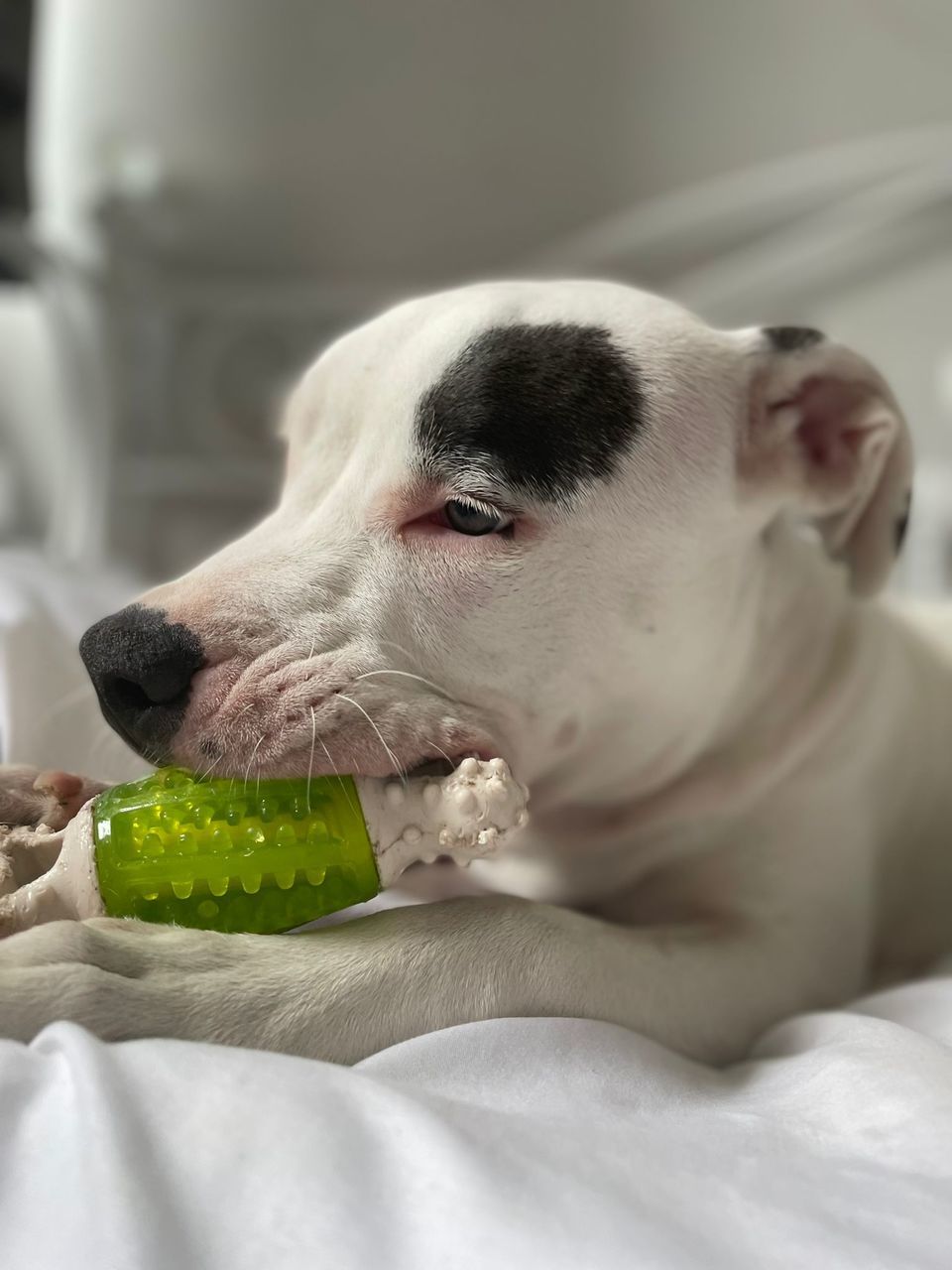 Pets Of Eyeem Playtime Puppy AmericanbullyXL Close-up Bullylife Puppy Face Puppytoys White Dog AmericanbullyXL Water Dog Tennis Ball Nose Canine