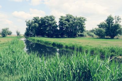 Stream amidst grassy field